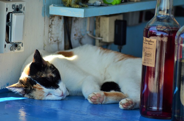 猫ラベルのお酒 猫がボトルに描かれたお酒5選